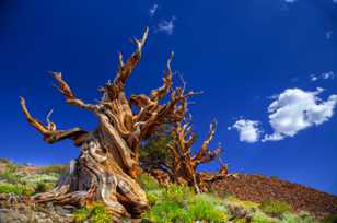 Bristlecone Pine, Schulman Grove-3940